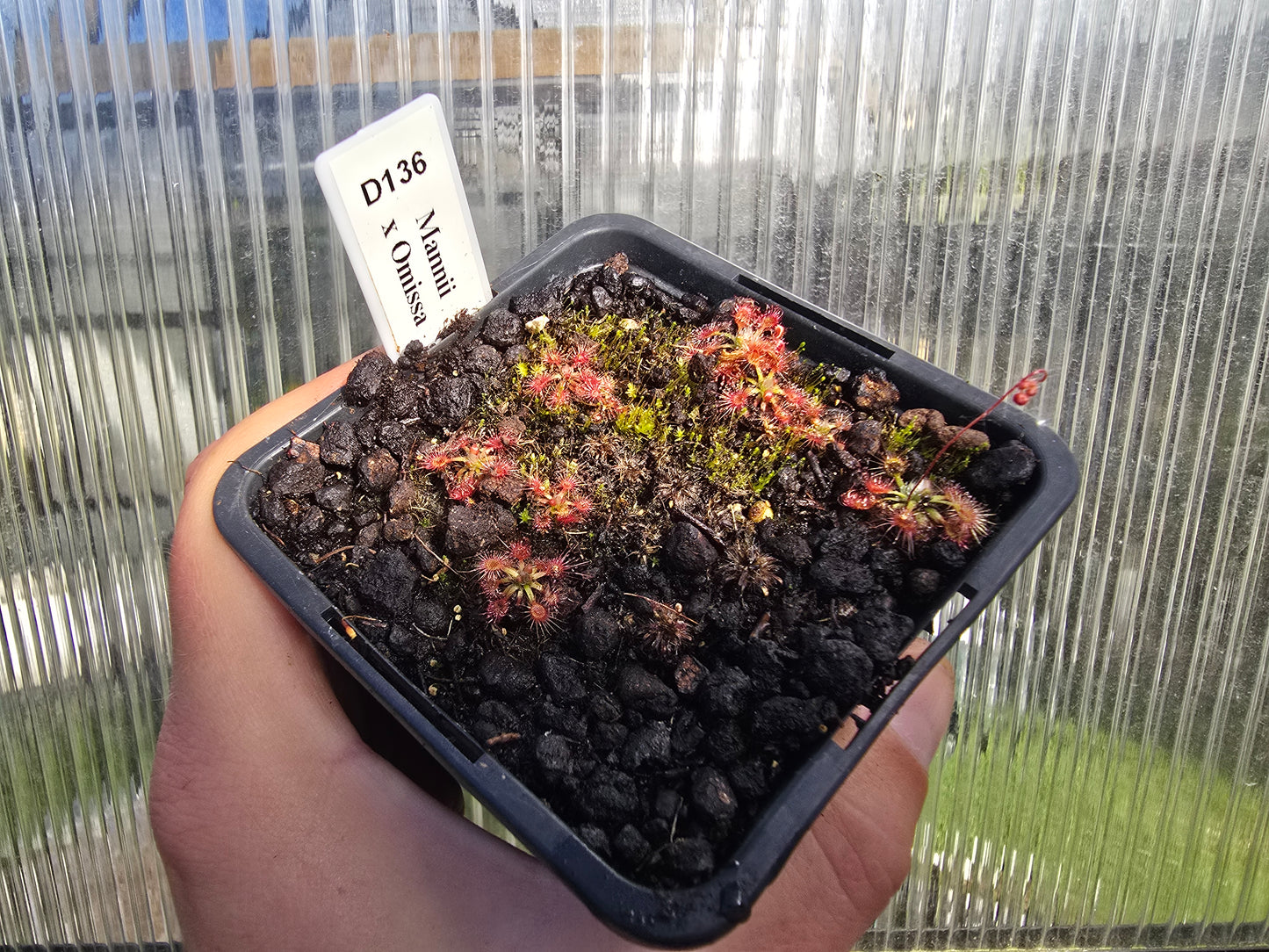 Drosera mannii x omissa - Pygmy Sundew