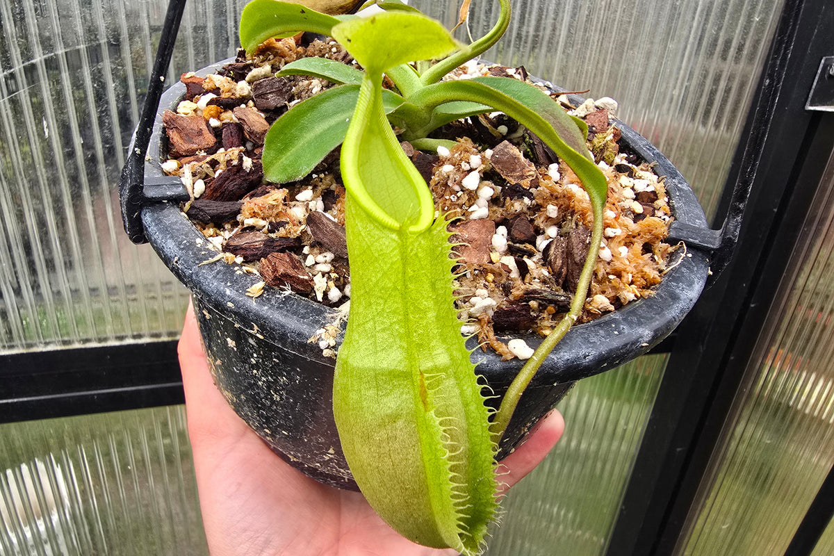Nepenthes maxima - Green Form - Intermediate Tropical Pitcher Plant