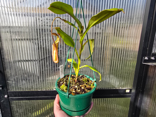 Nepenthes truncata x spectabilis (Male) - Intermediate Tropical Pitcher Plant