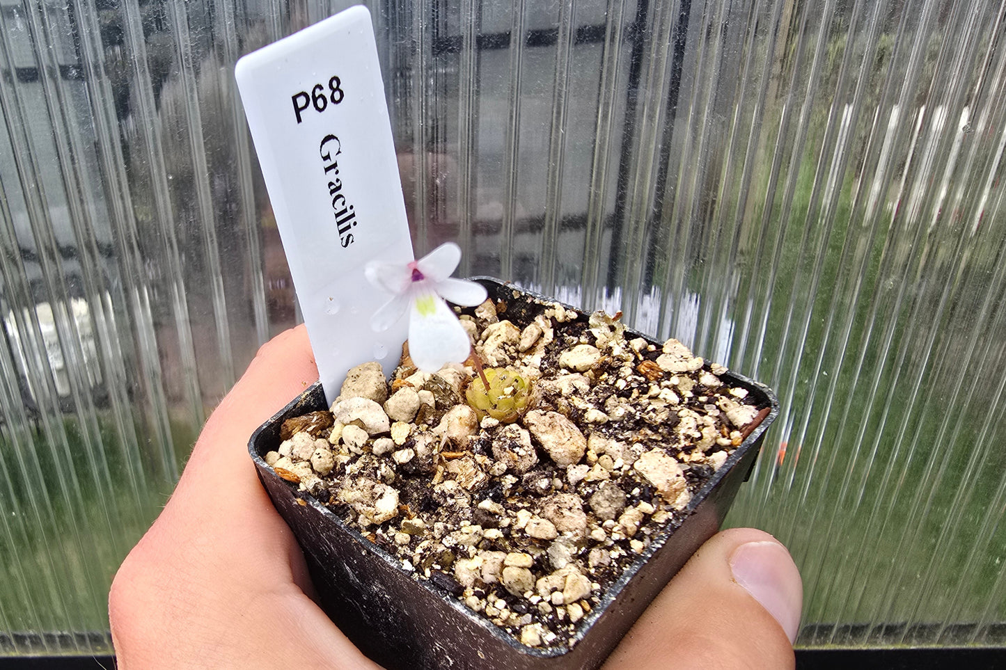 Pinguicula gracilis - Mexican Butterwort