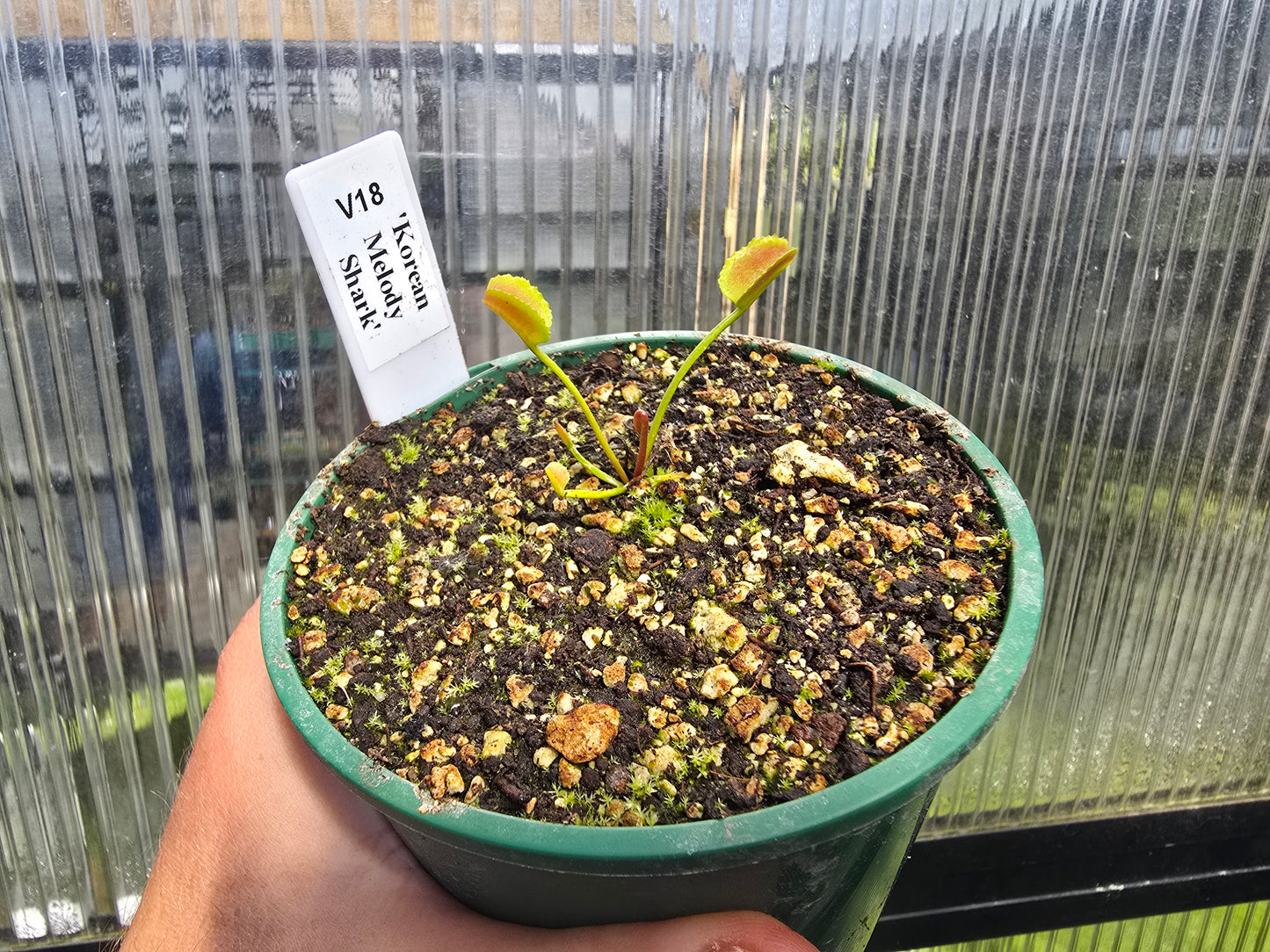 Dionaea muscipula 'Korean Melody Shark' - Venus Fly Trap