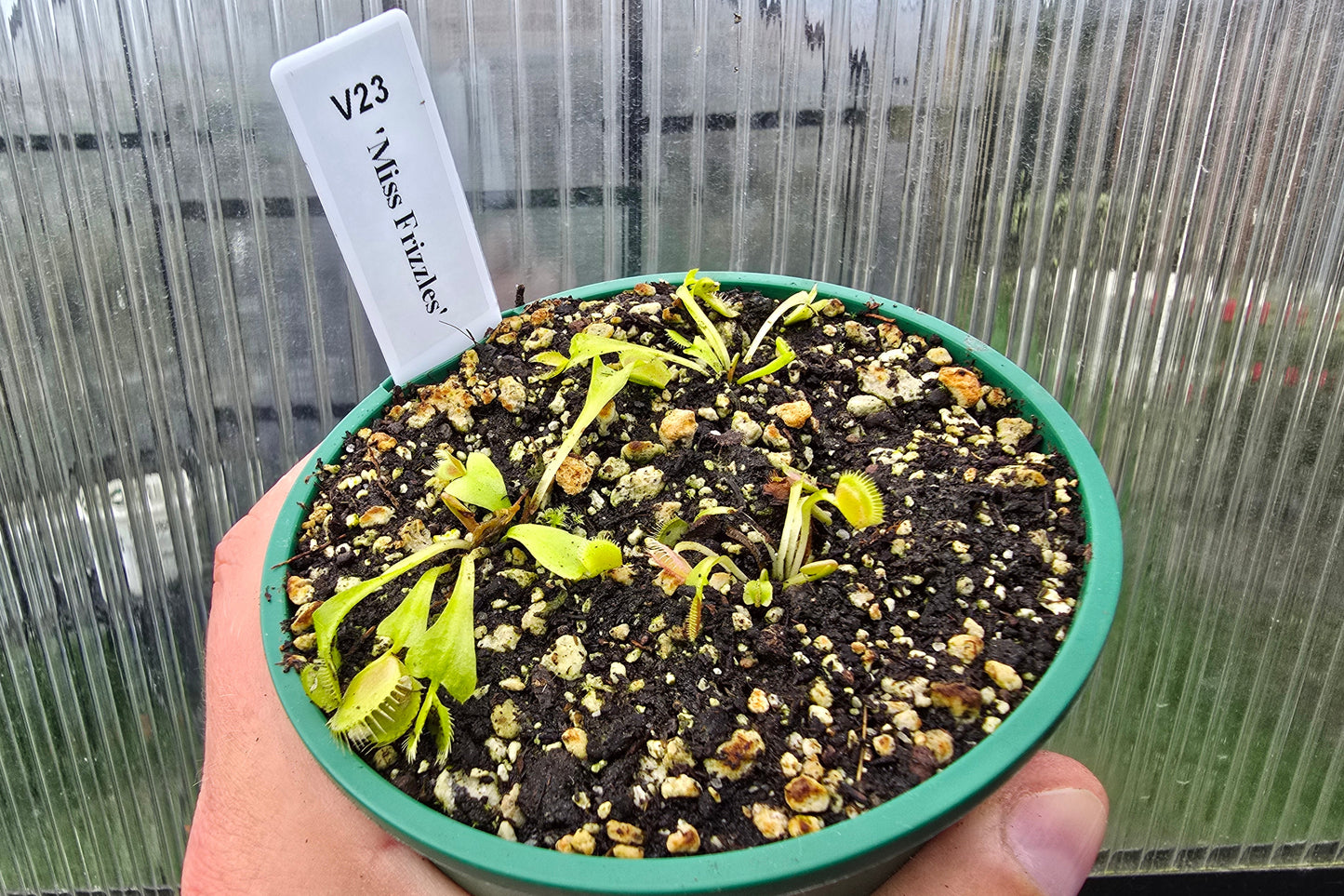 Dionaea muscipula 'Miss Frizzles' - Venus Fly Trap
