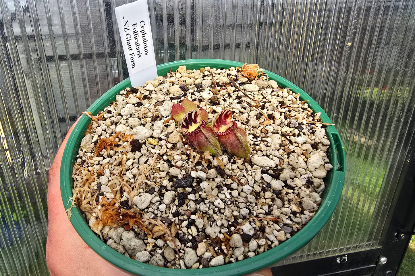 Cephalotus follicularis 'NZ Giant Form' - Australian Pitcher Plant