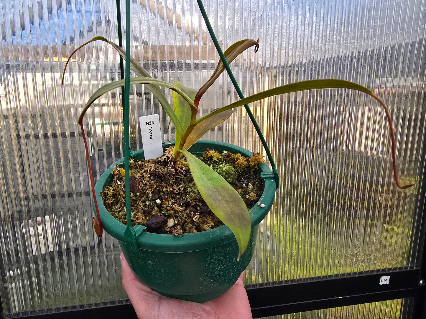 Nepenthes 'Petra' - Highland Tropical Pitcher Plant