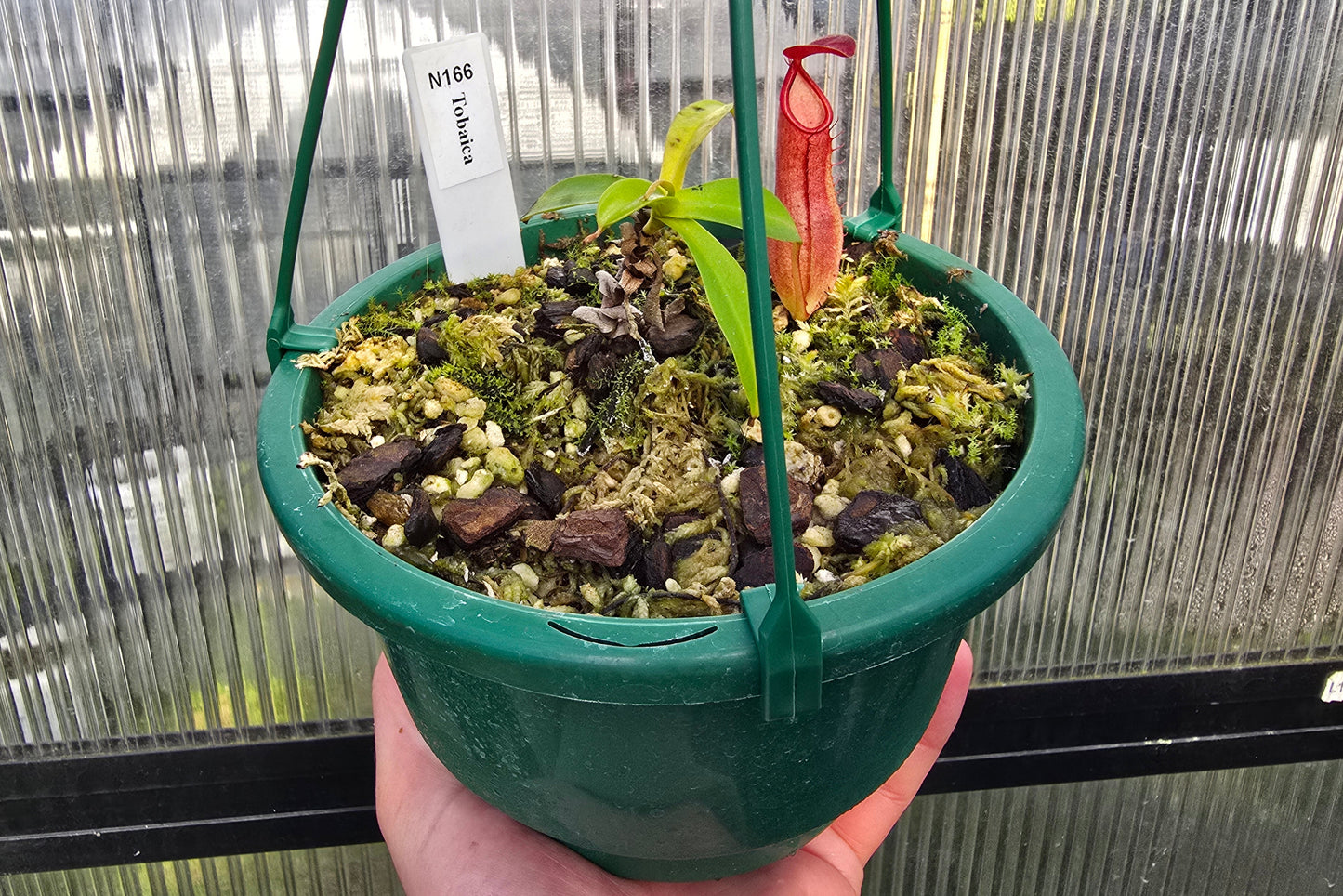 Nepenthes tobaica - Intermediate Tropical Pitcher Plant