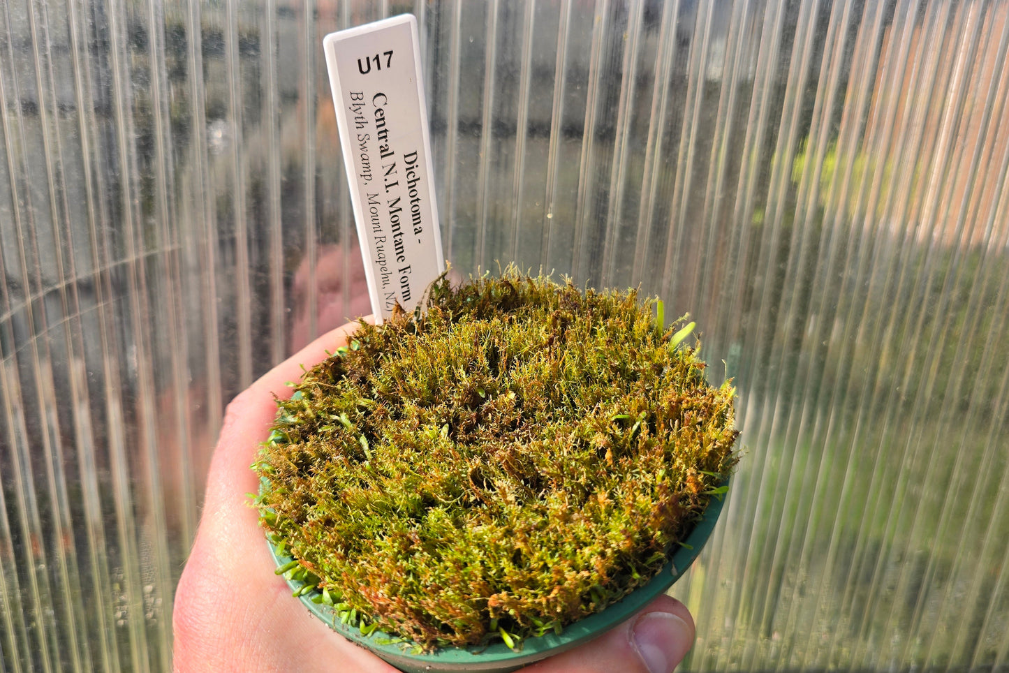 Utricularia dichotoma - Central N.I. Montane Form (Blyth Swamp, Mount Ruapehu, NZ) - Terrestrial Bladderwort