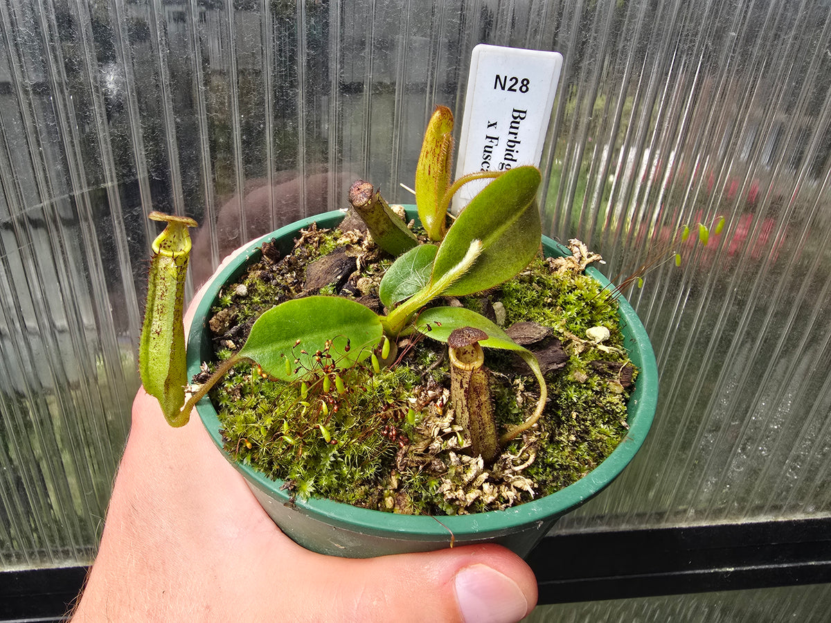 Nepenthes burbidgeae x fusca - Intermediate Tropical Pitcher Plant