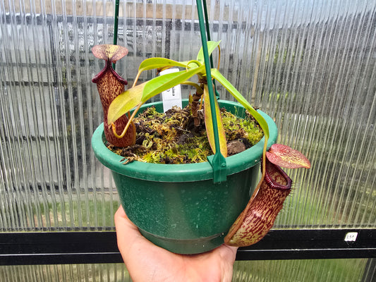 Nepenthes maxima (Female) - Intermediate Tropical Pitcher Plant