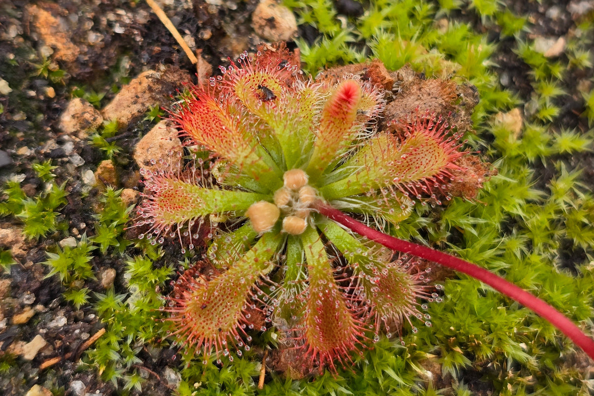 Drosera spatulata - Spatula Sundew