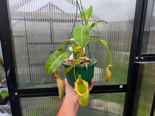 Nepenthes Mixta cv. 'Superba' x veitchii (Male) - Intermediate Tropical Pitcher Plant