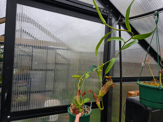 Nepenthes sanguinea 'Dark Form' - Intermediate Tropical Pitcher Plant