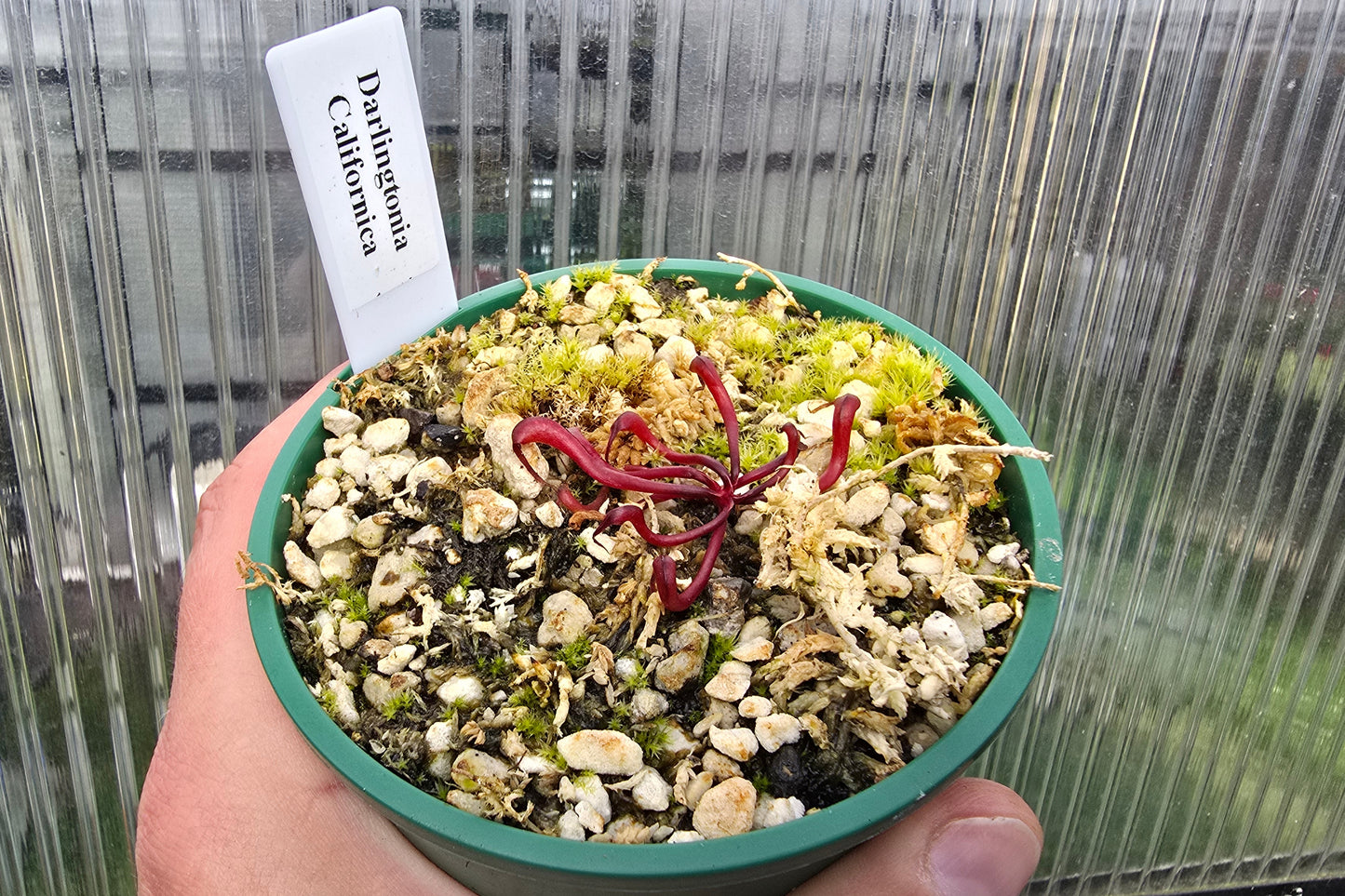 Darlingtonia californica - Cobra Lilies