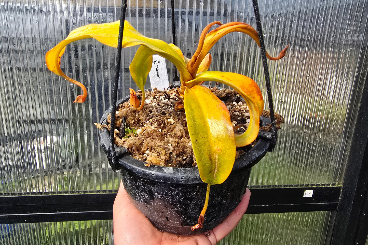 Nepenthes 'Susan' - Lowland Tropical Pitcher Plant