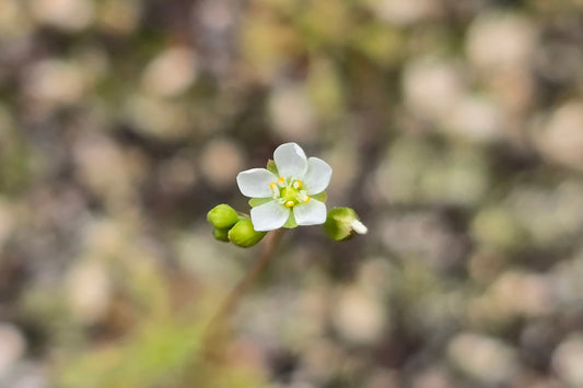 Drosera 'Tokaiensis' - Sundew