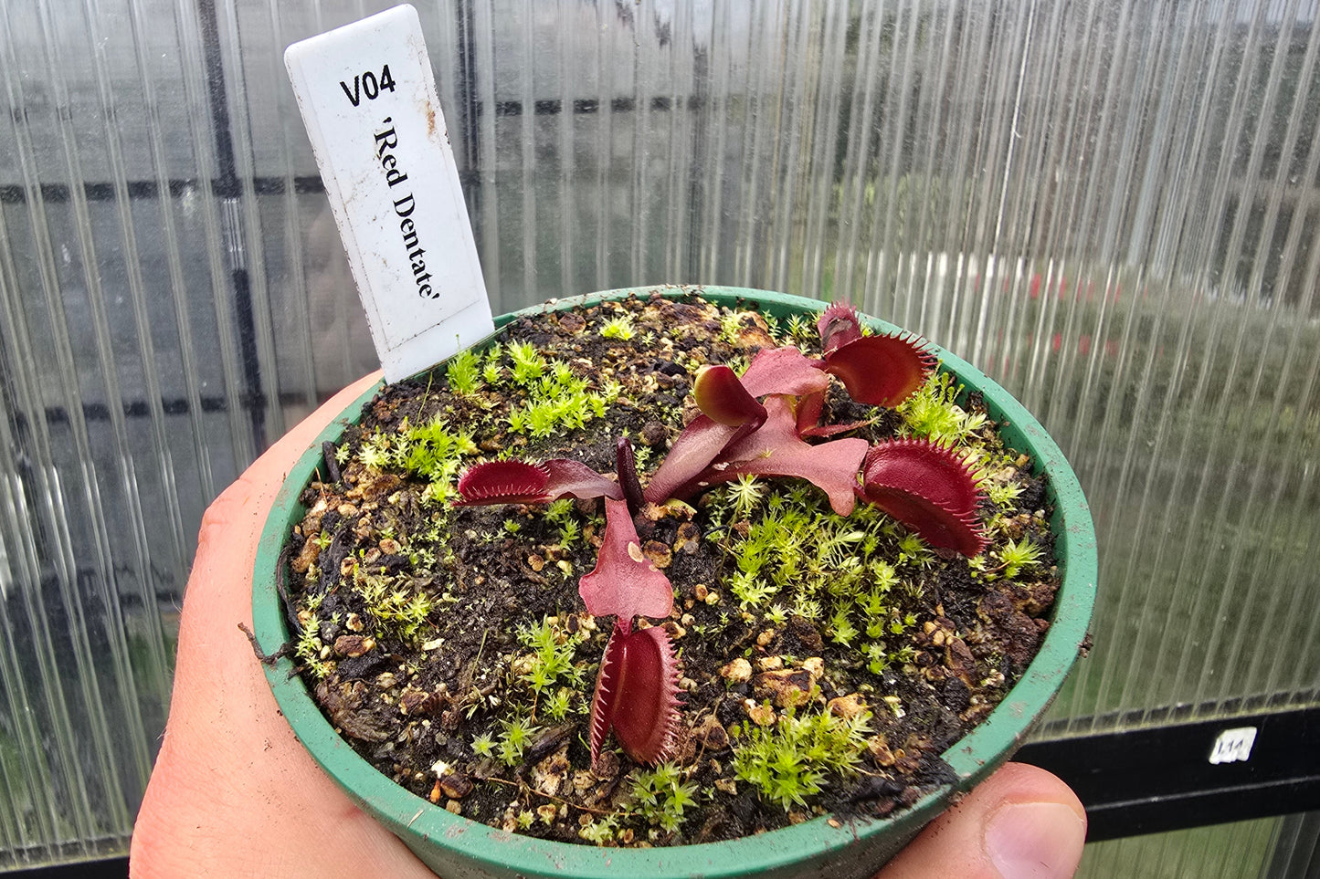 Dionaea muscipula 'Red Dentate' - Venus Fly Trap
