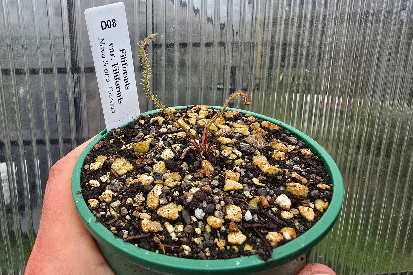 Drosera filiformis var. filiformis (Nova Scotia, Canada) - Thread-Leaf Sundew