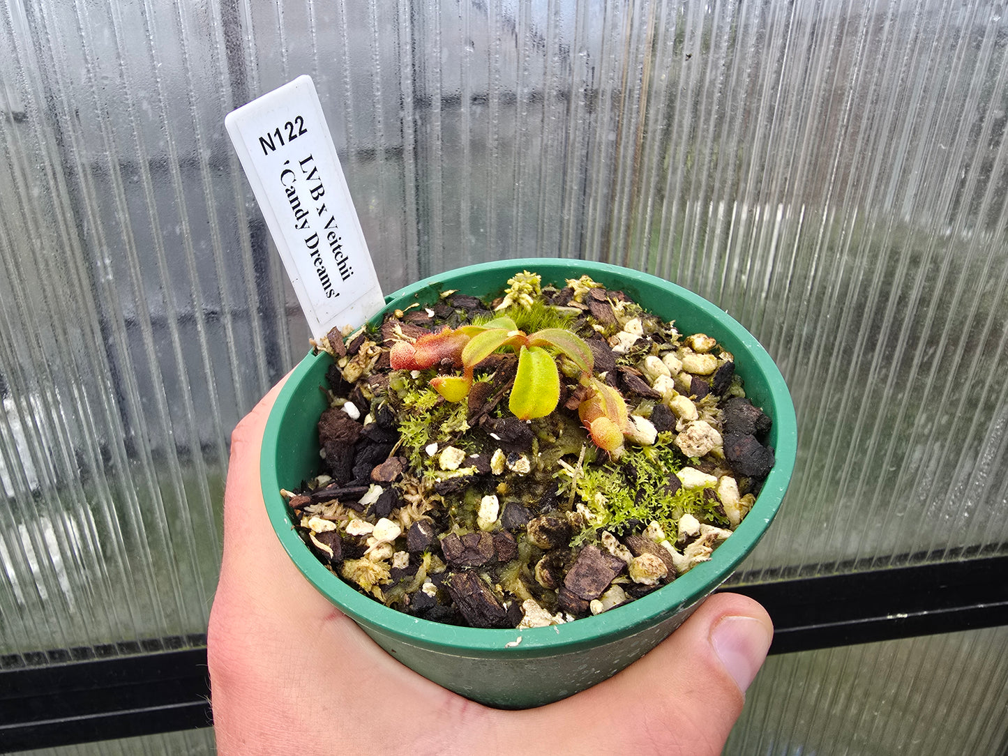 Nepenthes lvb x veitchii 'Candy Dreams' - Intermediate Tropical Pitcher Plant