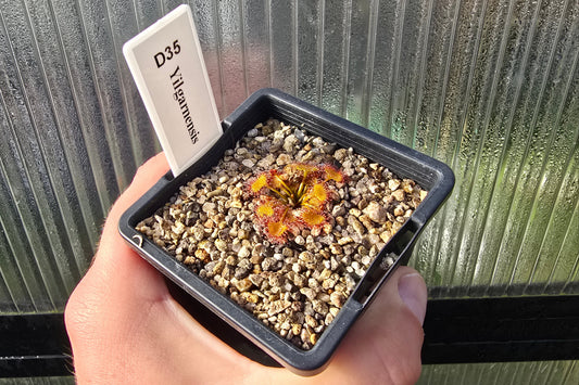 Drosera yilgarnensis - Tuberous Sundew