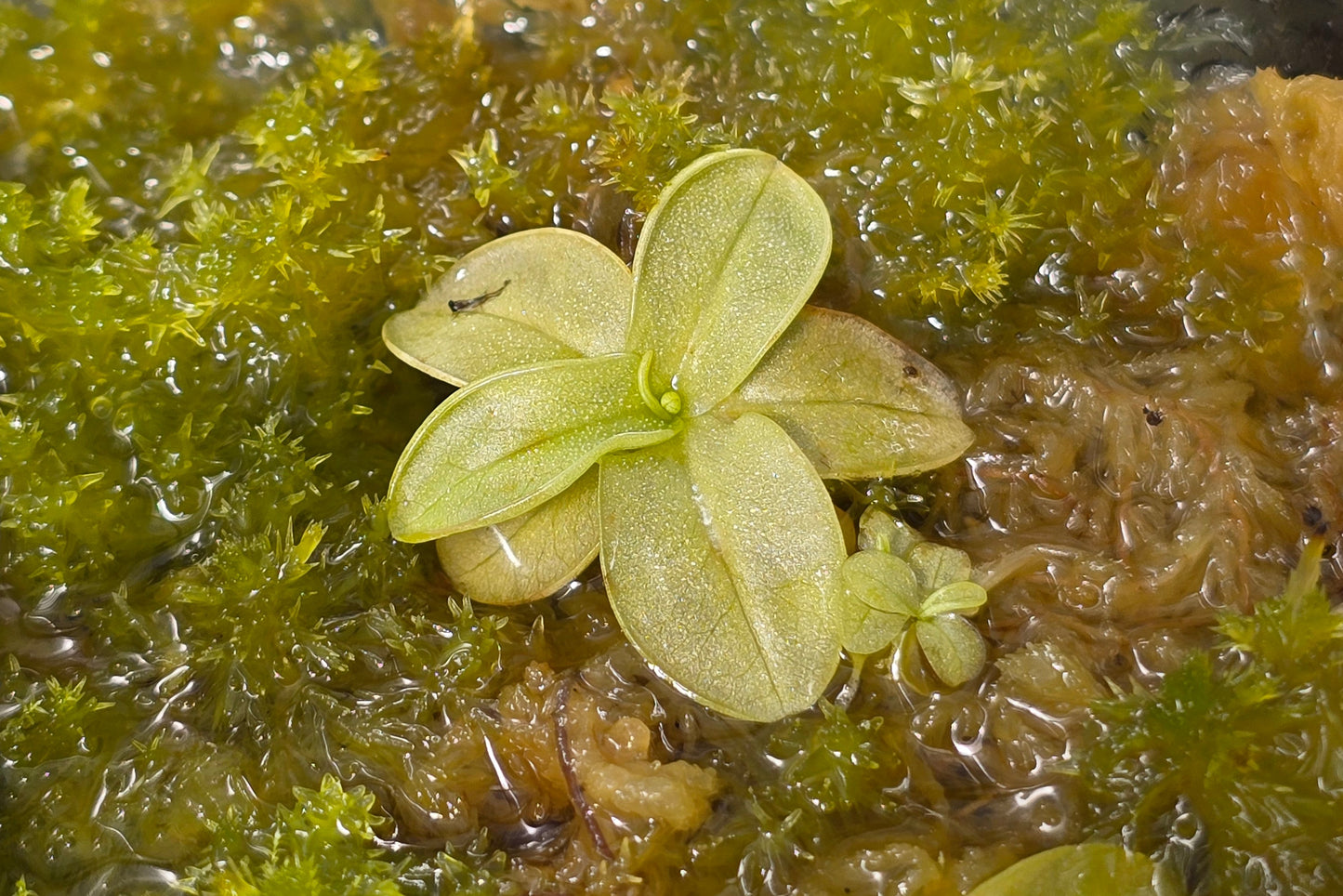 Pinguicula primuliflora - Warm Temperate Primrose Butterwort