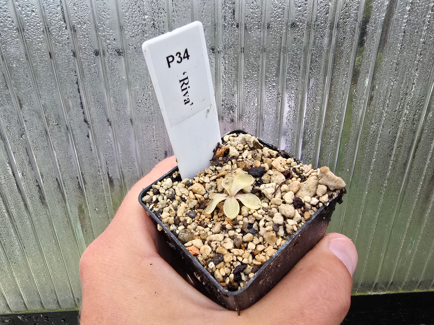 Gift Pack - Pinguicula (Mexican Butterwort) - Option 1