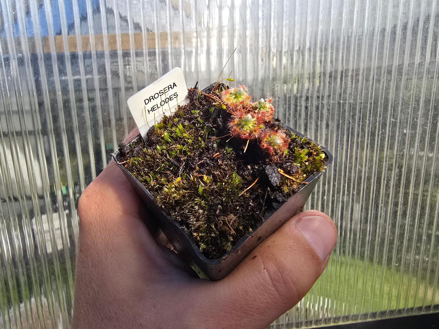 Drosera helodes - Pygmy Sundew
