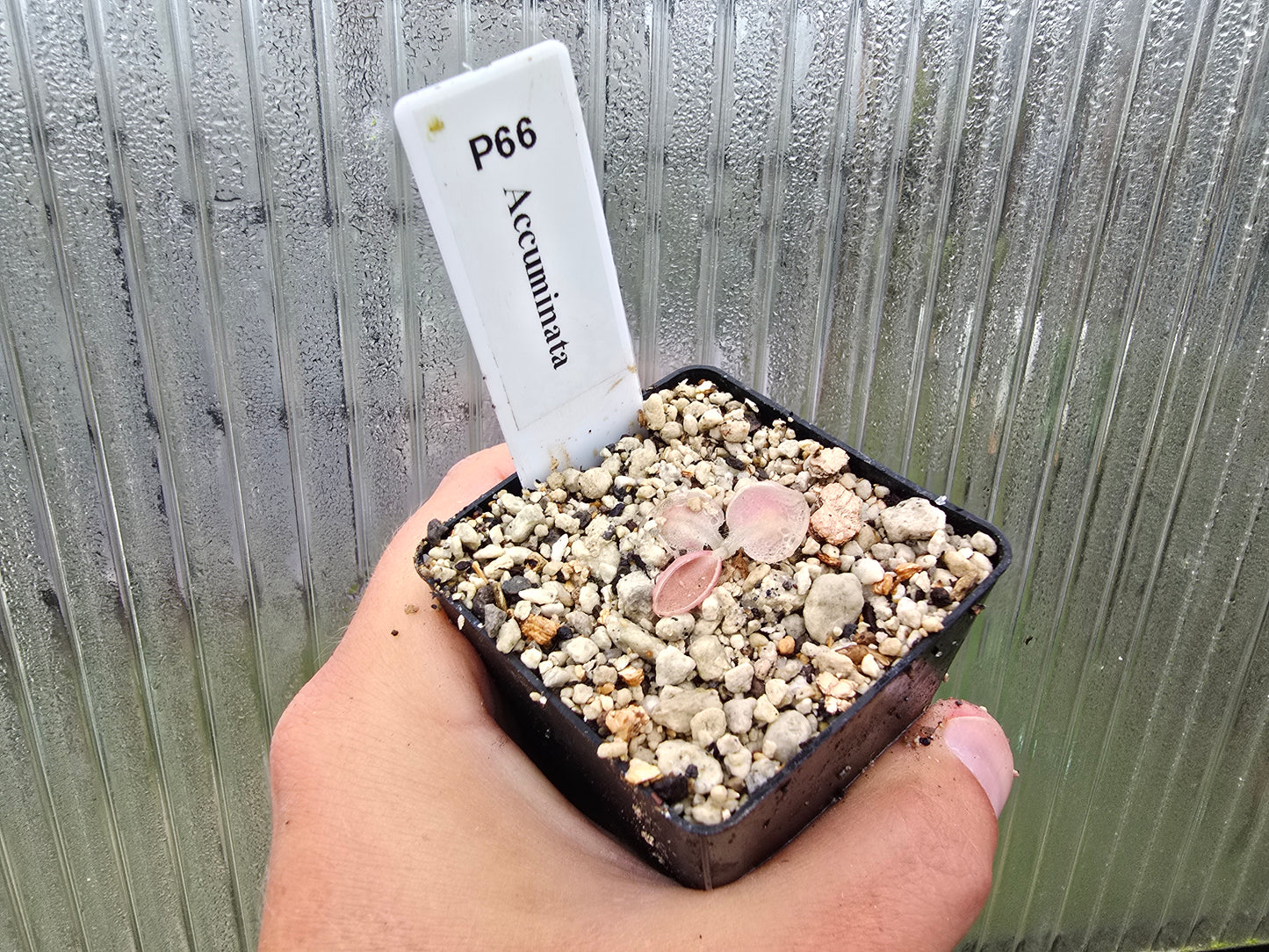Gift Pack - Pinguicula (Mexican Butterwort) - Option 3