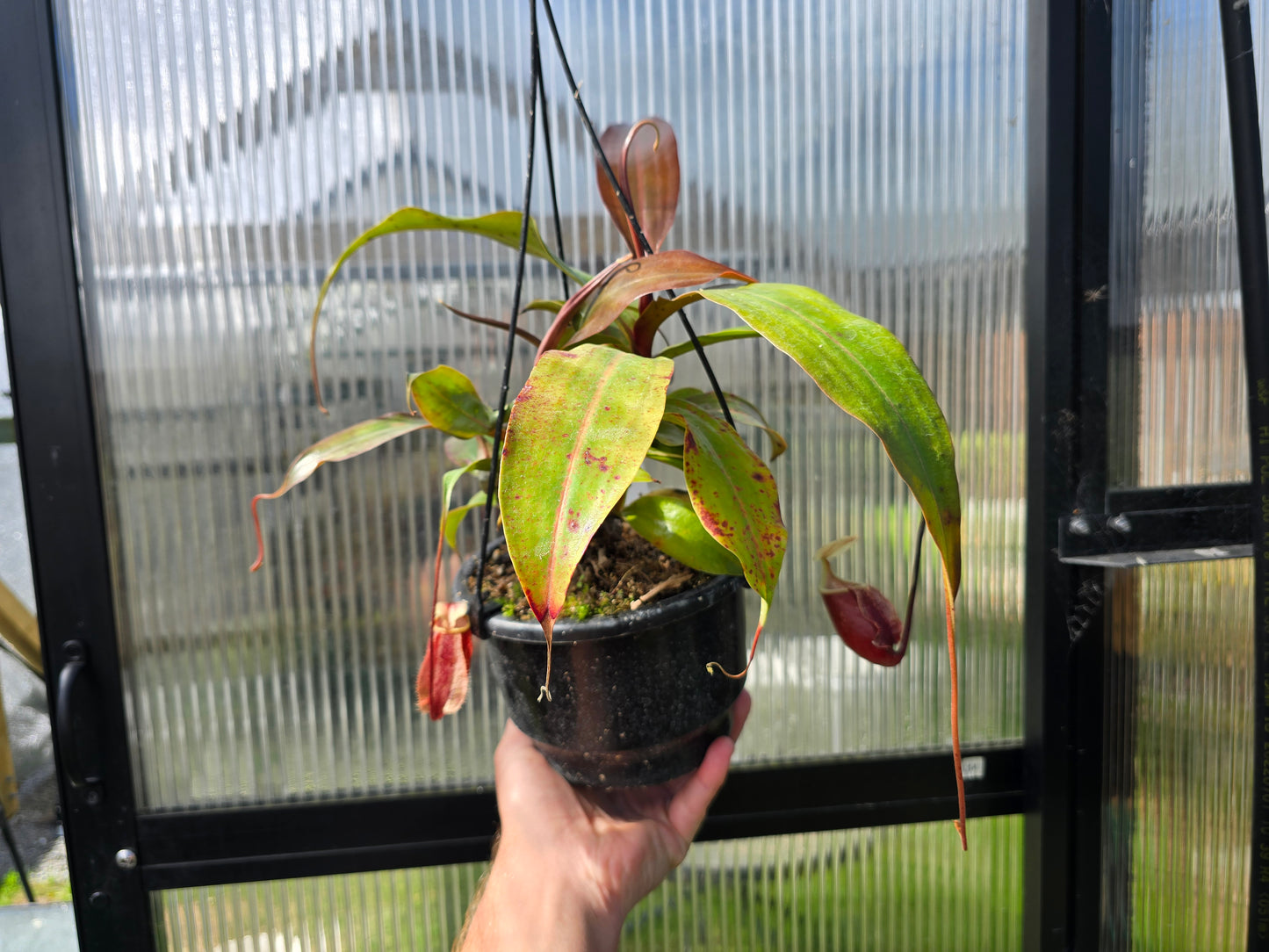 Nepenthes 'Suki' - BE-3819 - Intermediate Tropical Pitcher Plant