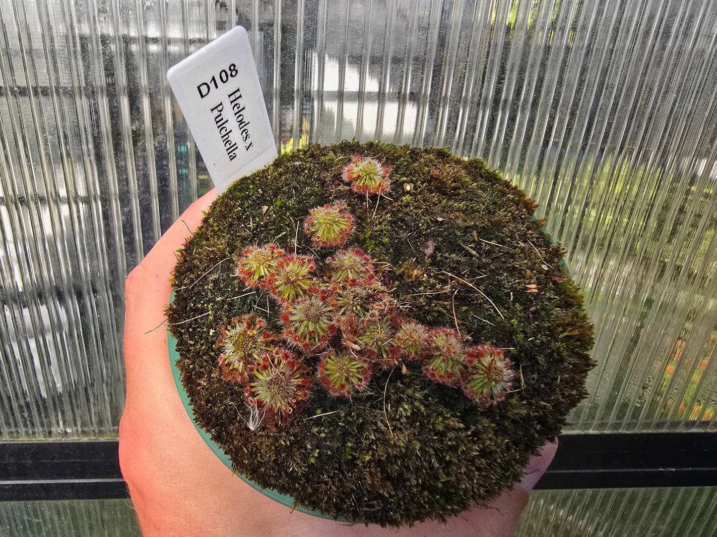 Drosera helodes × pulchella - Pygmy Sundew