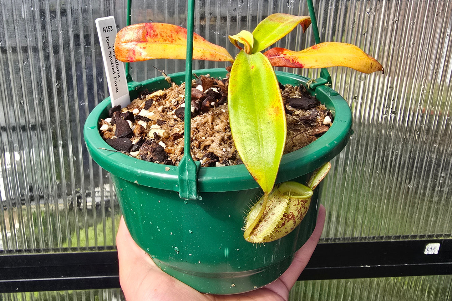 Nepenthes ampullaria 'Red Speckled Form' - Lowland Tropical Pitcher Plant
