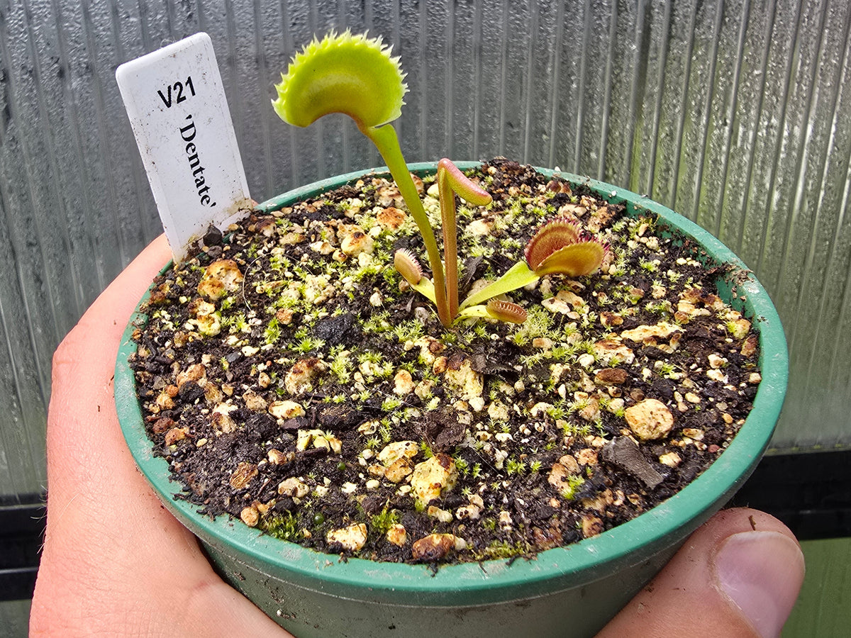 Dionaea muscipula 'Dentate' - Venus Fly Trap
