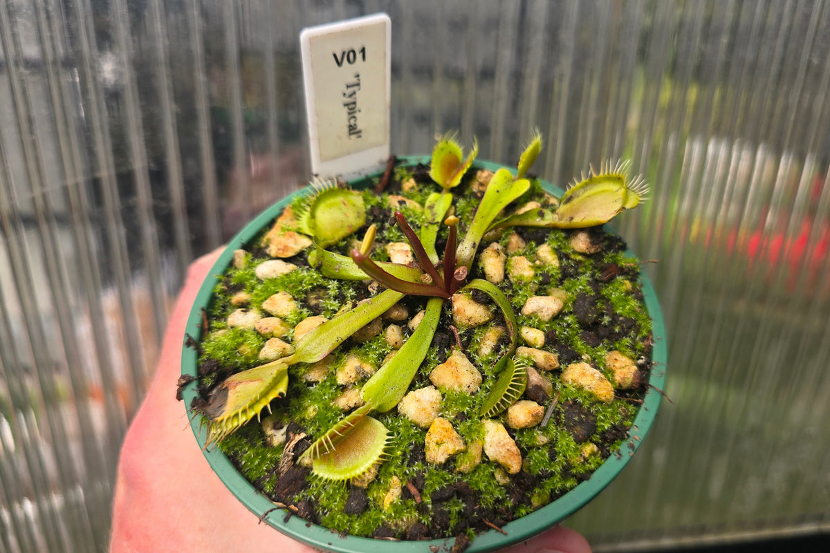 Dionaea muscipula 'Typical' - Venus Fly Trap