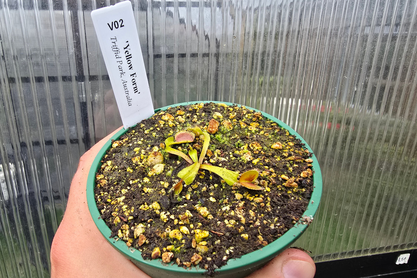 Dionaea muscipula 'Yellow Form' - Venus Fly Trap