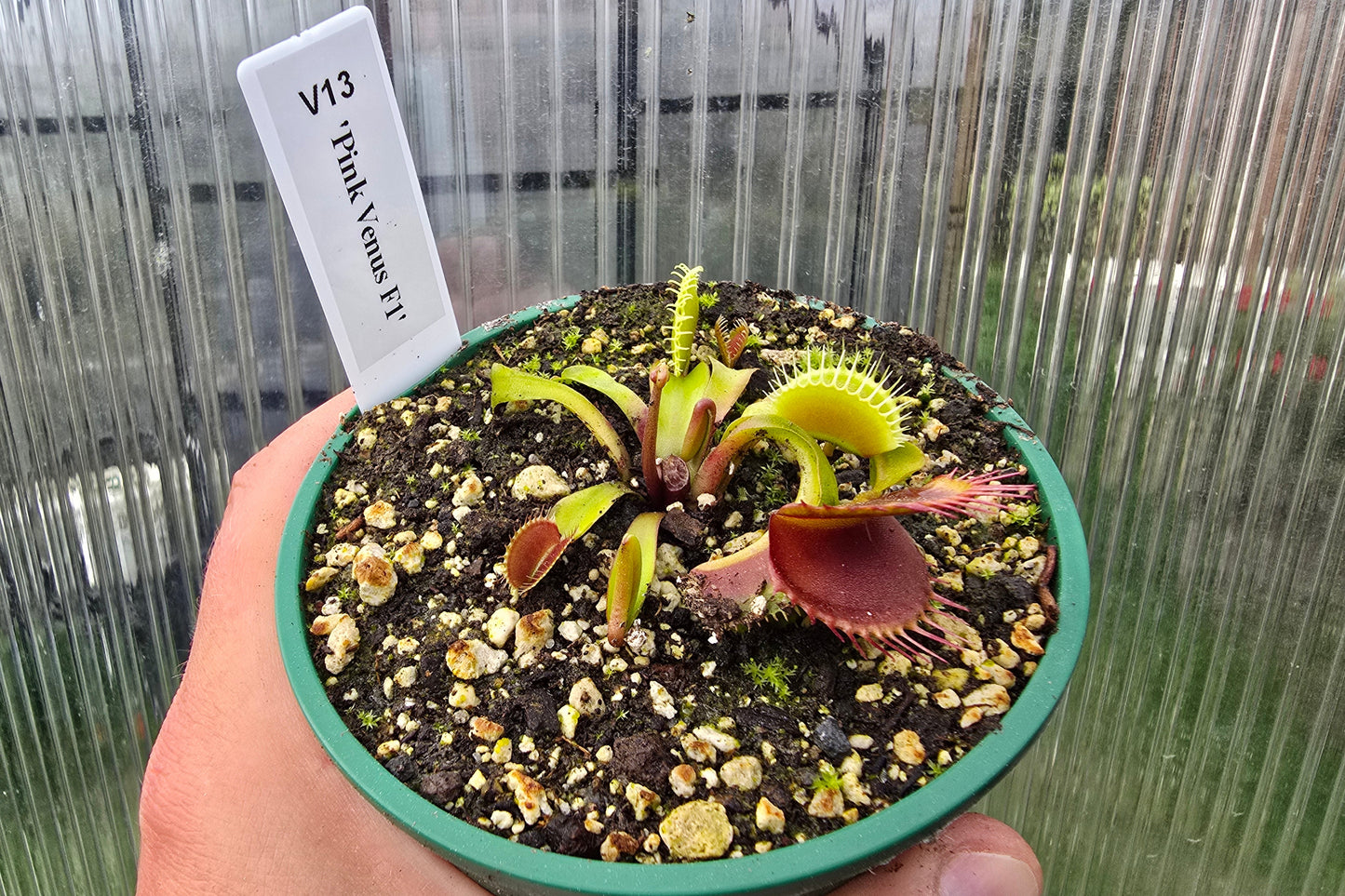 Dionaea muscipula 'Pink Venus' F1 - Venus Fly Trap
