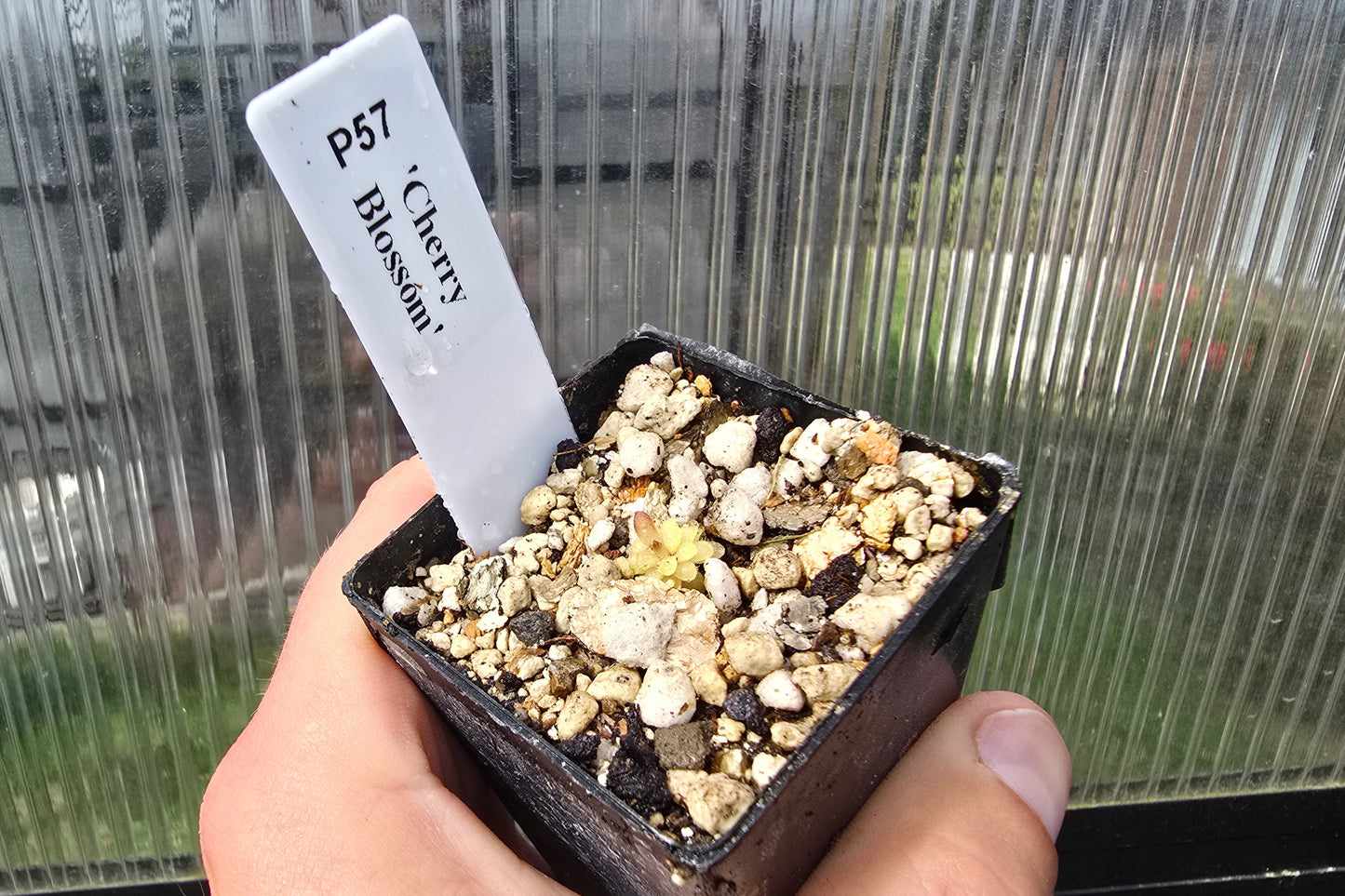 Pinguicula 'Cherry Blossom' - Mexican Butterwort
