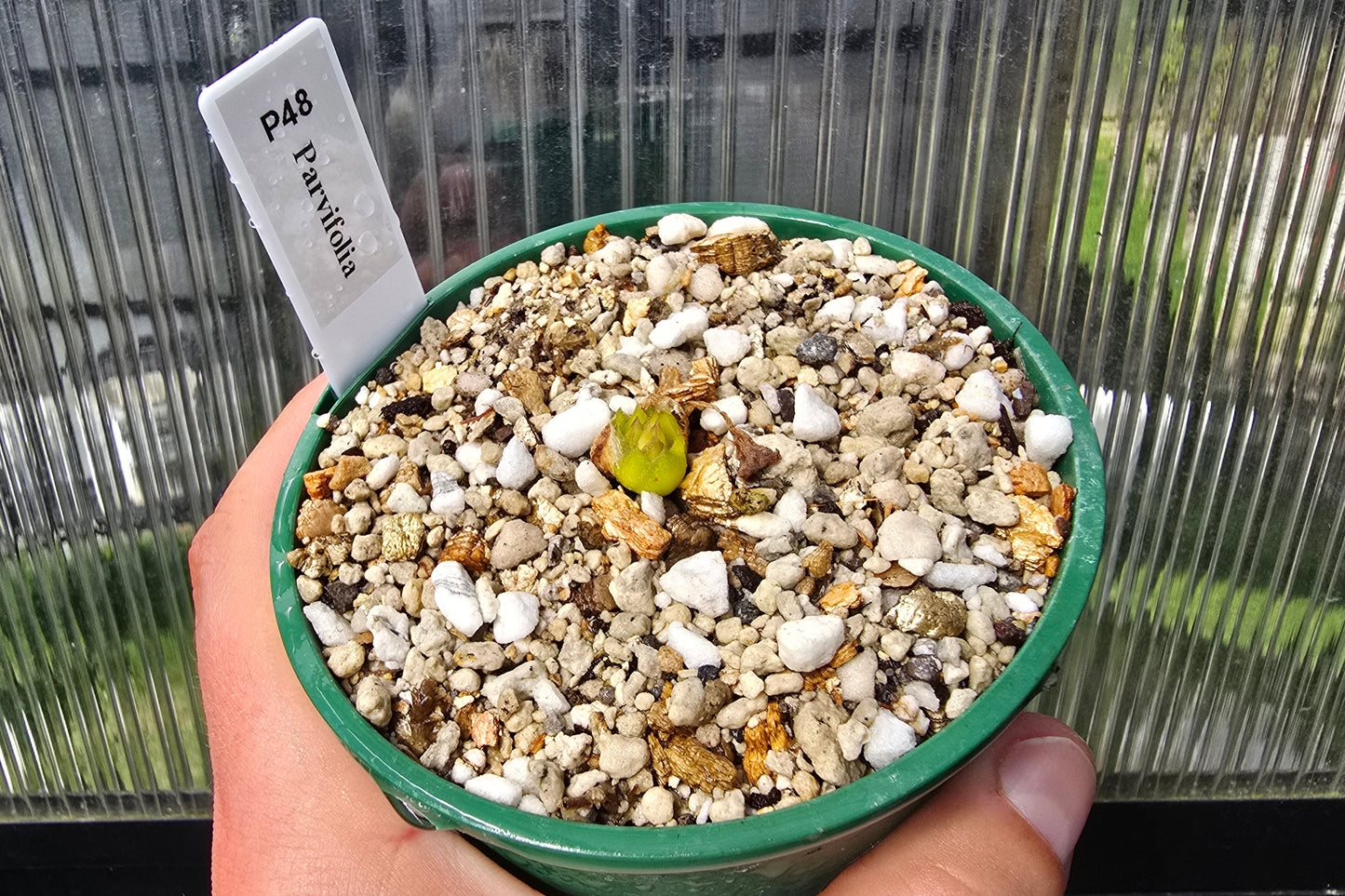 Pinguicula parvifolia - Mexican Butterwort