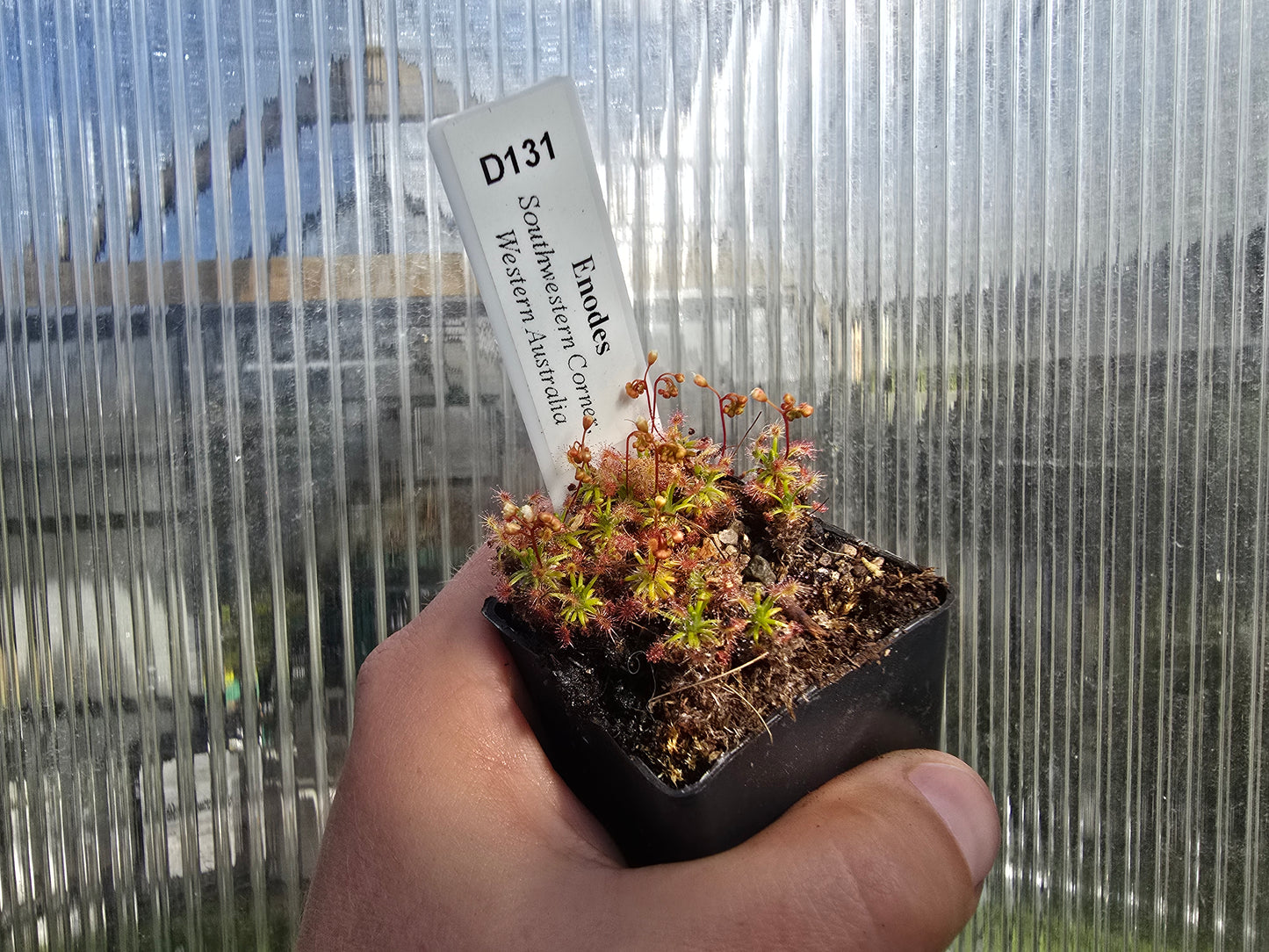 Drosera enodes - Pygmy Sundew