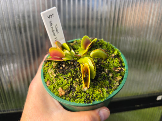 Dionaea muscipula 'Giant Microdent' F1 - Venus Fly Trap