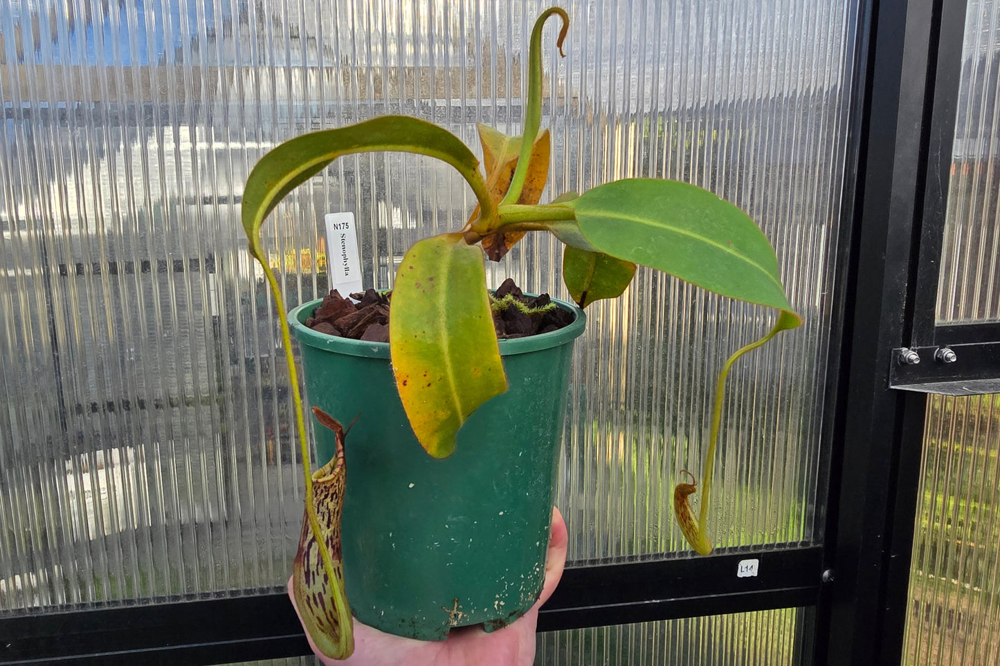 Nepenthes stenophylla - Intermediate Tropical Pitcher Plant