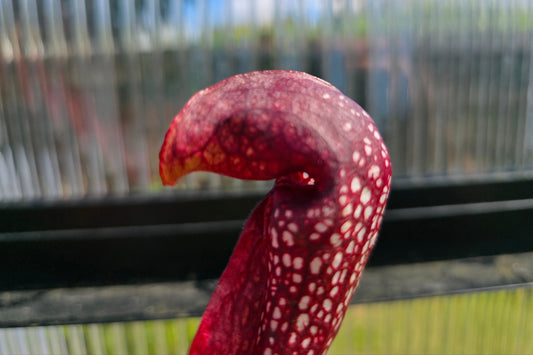 SEED - Sarracenia 'Formosa' - American Pitcher Plant - 10+ Per Packet