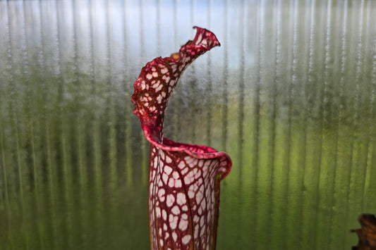 SEED - Sarracenia leucophylla var. leucophylla (Baldwin County, Alabama, USA) - White Pitcher Plant - 10+ Per Packet