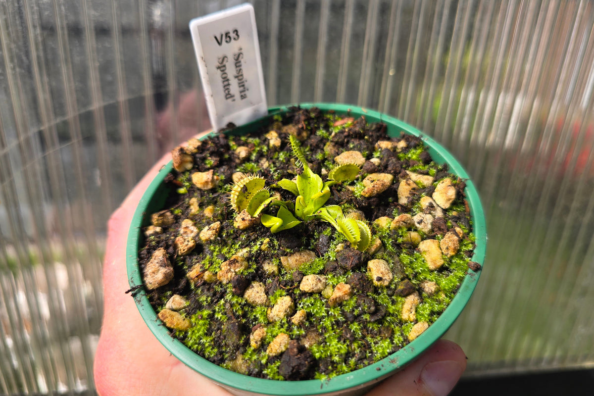 Dionaea muscipula 'Suspiria Spotted' - Venus Fly Trap