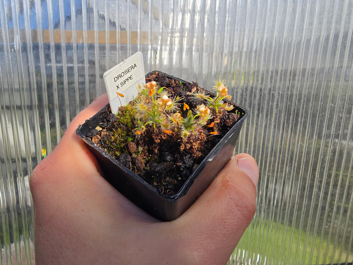 Drosera 'Sippe' - Pygmy Sundew