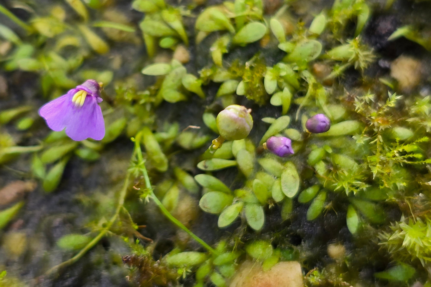 Utricularia dichotoma - Alpine Form (Queenstown, NZ) - Terrestrial Fairy Aprons Bladderwort