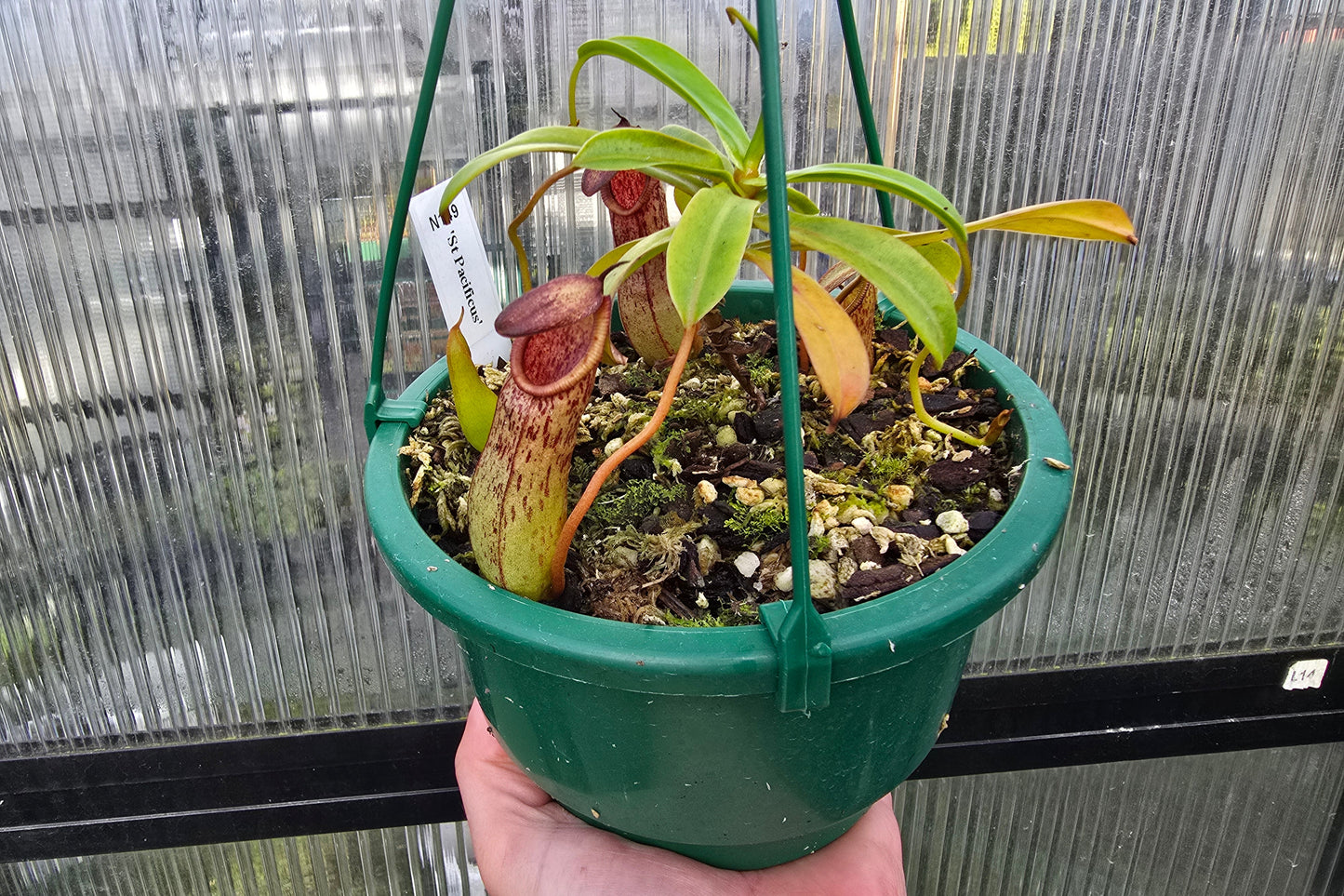Nepenthes 'St Pacificus' - Intermediate Tropical Pitcher Plant
