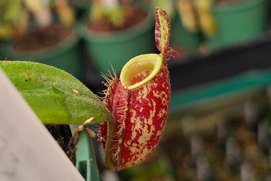 Nepenthes ampullaria 'Black Miracle' - Lowland Tropical Pitcher Plant