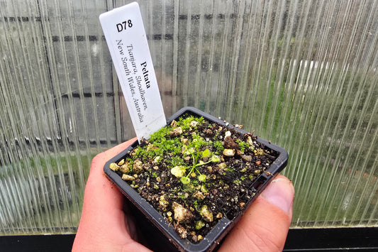 Drosera peltata (Tianjara, Shoalhaven, New South Wales, Australia) - Tuberous Sundew