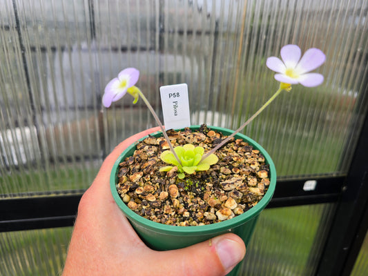Pinguicula pilosa - Mexican Butterwort