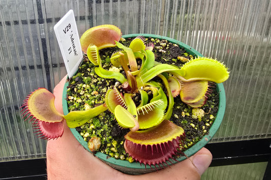 Dionaea muscipula 'Adentate' F1 - Venus Fly Trap