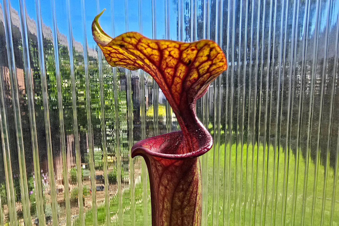 Sarracenia flava var. rubricorpora - American Pitcher Plant