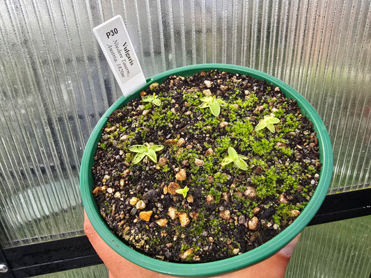 Pinguicula vulgaris (Niedere Tauern, Austria) - Cold Temperate The-Common Butterwort